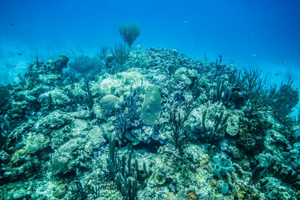 Coral Reef in San Andres Island.