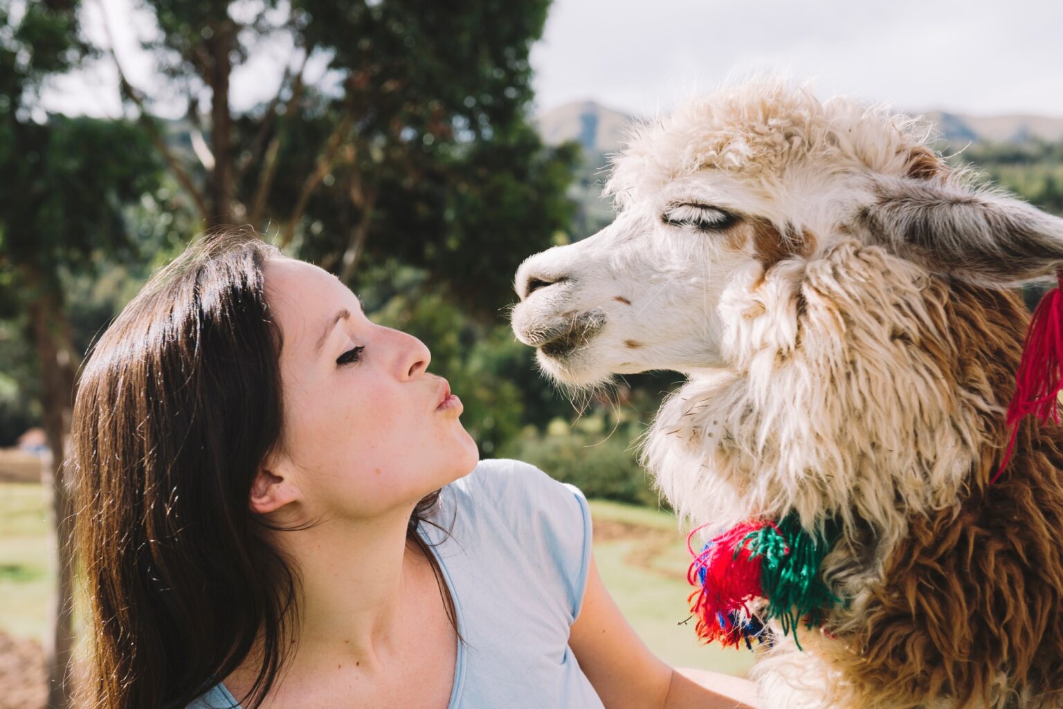 Peru, Cusco, young woman face to face to an alpaca