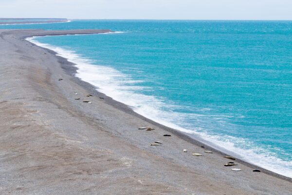 Elephant seals on Caleta Valdes beach, Patagonia, Argentina