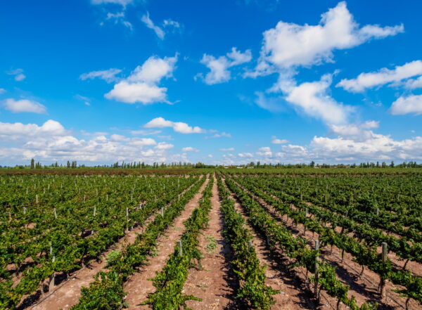 Vineyard in Mendoza Province, Argentina