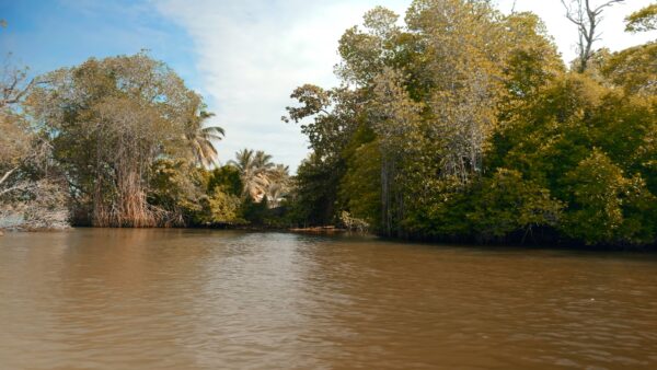 First person view from the boat floating on the river through mangroves in the wild tropical