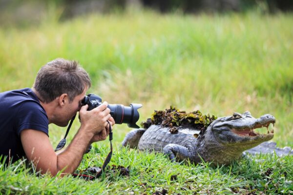 South America, Brasilia, Mato Grosso do Sul, Pantanal, Photographer and a Yacare caiman, Caiman yaca